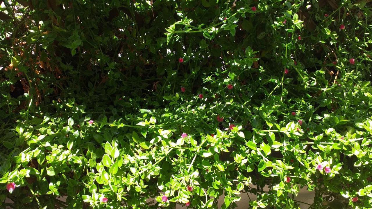Attico Barocco Bed and Breakfast Λέτσε Εξωτερικό φωτογραφία