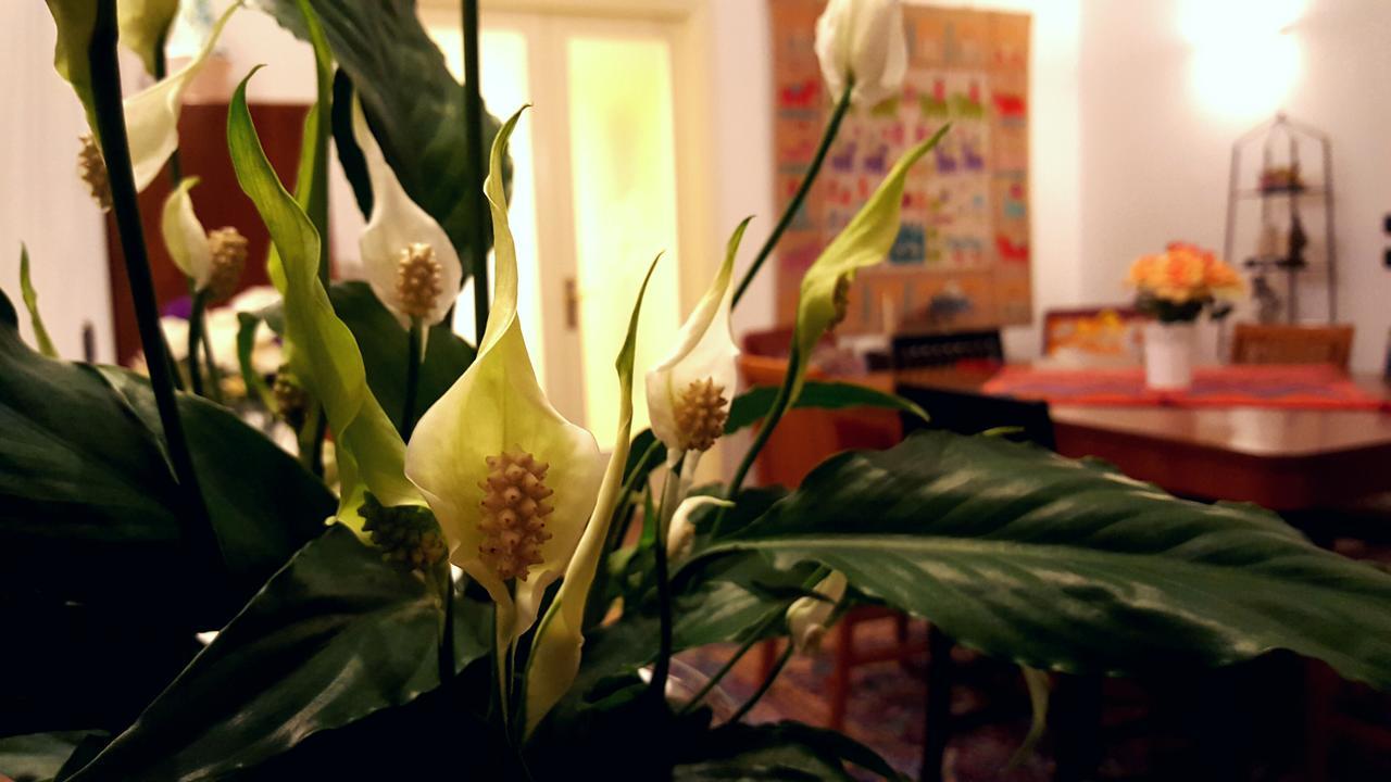 Attico Barocco Bed and Breakfast Λέτσε Εξωτερικό φωτογραφία
